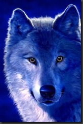 Wolf Wolf